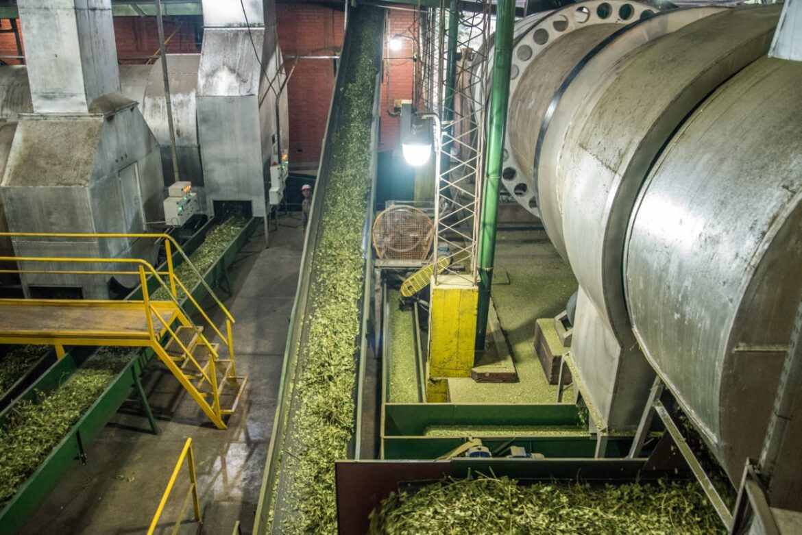 De Kunst van de "Molienda": Waarom Niet Alle Yerba Mate Gelijk Geschapen Is